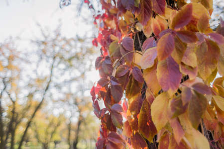 man in suit in the autumn in the parkの写真素材