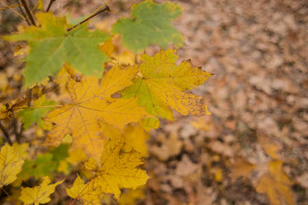 man in suit in the autumn in the parkの写真素材
