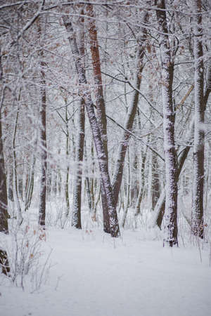 a trees in the snow in winterの写真素材