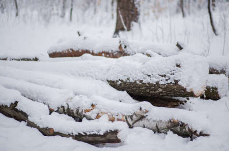 a trees in the snow in winterの写真素材