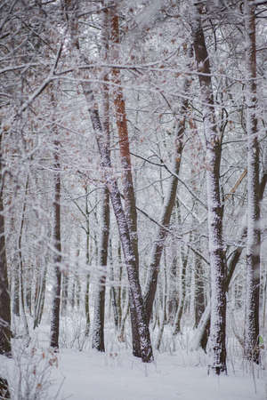 a trees in the snow in winterの写真素材