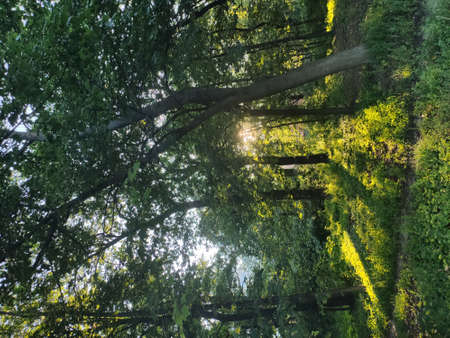 beautiful pine trees in the forestの写真素材