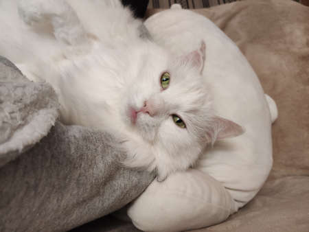 a white cat sleeping on the couchの写真素材