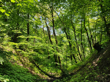 beautiful pine trees in the forest