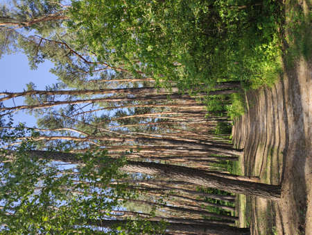 beautiful pine trees in the forestの写真素材
