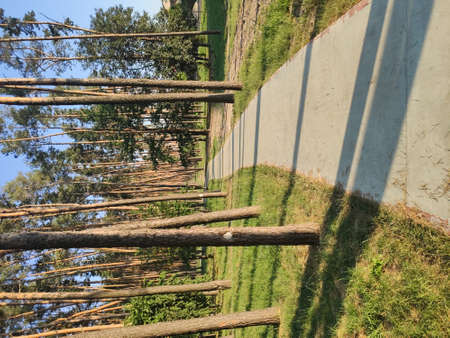 path in a pine forest at sunset