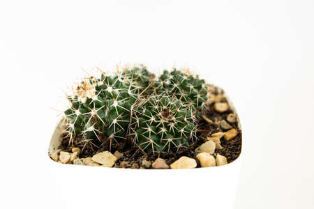 small cactus in a pot on white backgroundの写真素材