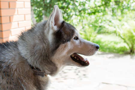 a husky dog near the house grayの写真素材