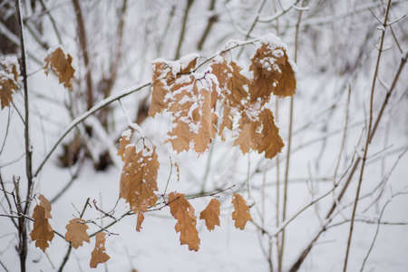 trees with branches and leaves in snow in winter