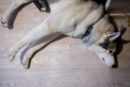 a husky dog in the kitchen in the apartmentの写真素材