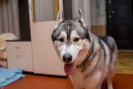 a husky dog in the kitchen in the apartment