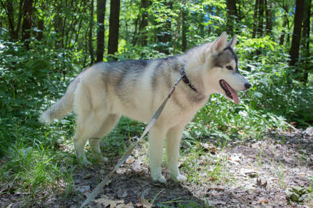 a gray siberian husky in the forestの写真素材