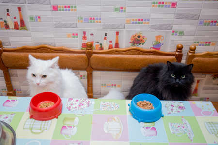 white and black cat together in kitchen