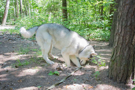 a gray siberian husky in the forest