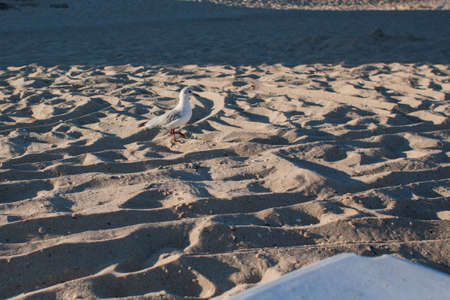seagulls walk along the beach by sea