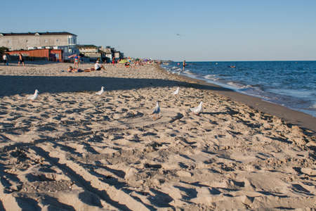seagulls walk along the beach by seaの写真素材