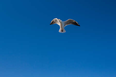 seagull soars in the sky above sea