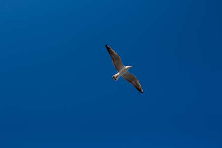 seagull soars in the sky above sea
