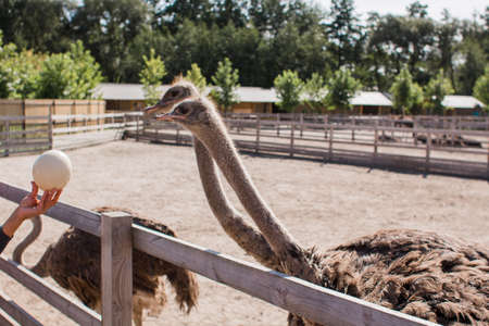 ostriches on an ostrich farm behind fenceの写真素材