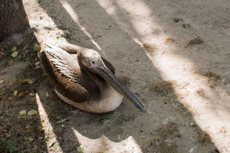 a pelican in the zoo on the groundの写真素材