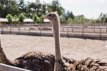 ostriches on an ostrich farm behind fenceの写真素材