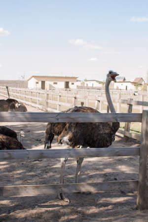 ostriches on an ostrich farm behind fenceの写真素材