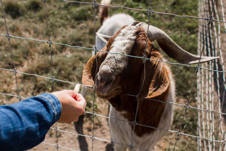 a boy feeding goat at the zoo