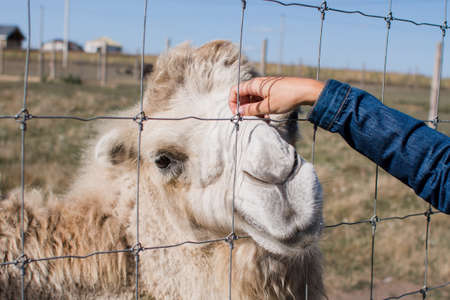 a woman stroking a camel at the zooの写真素材