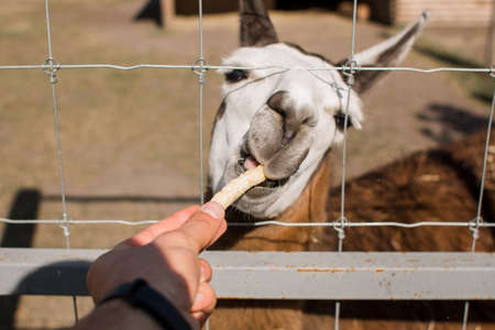 a man feeds llama through a cage