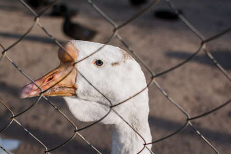 a white geese on the farm outside the fenceの写真素材