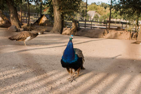 a peacock behind the fence at the zoo