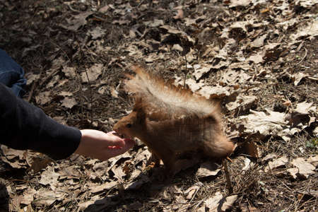 a little squirrel in dry leaves in the forestの写真素材