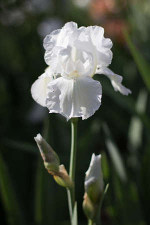 beautiful white iris flower growing in garden