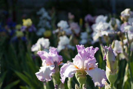 beautiful white iris flower growing in garden