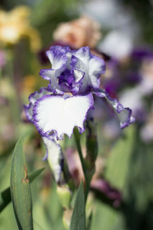 beautiful purple iris flower growing in gardenの写真素材