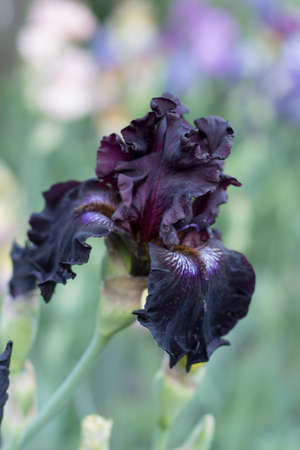 beautiful purple iris flower growing in garden