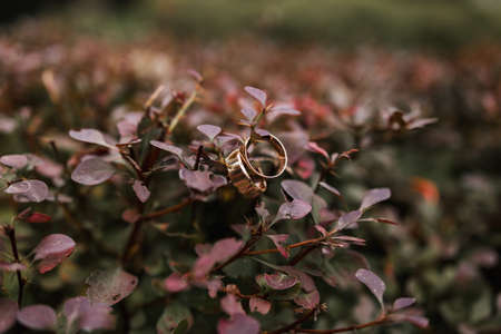 a gold wedding rings hanging on a bush branchの写真素材