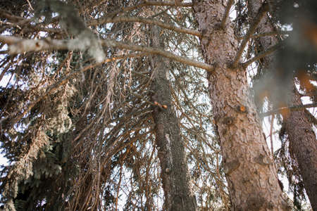 tall pine with squirrel on a pine tree in forest