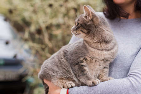 gray kitty in the arms of a girl in gray sweaterの写真素材