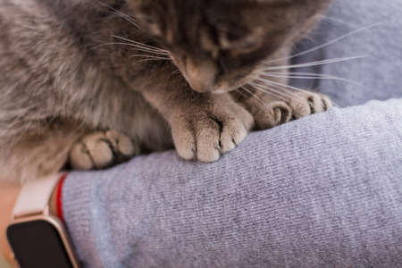 gray paws of a cat sitting on girl's armsの写真素材