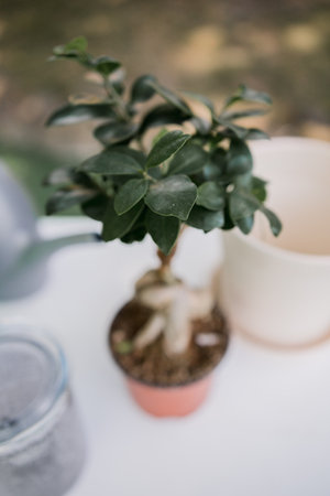 set for planting tree with earth and watering canの写真素材