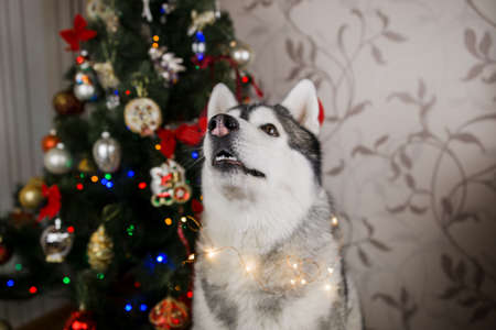 a husky dog âânear the christmas tree in the roomの写真素材