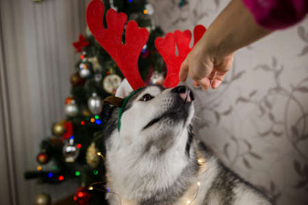 a husky dog âânear the christmas tree in the roomの写真素材