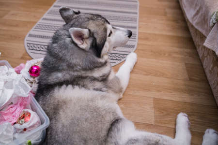 a husky dog âânear Christmas tree decorations at homeの写真素材