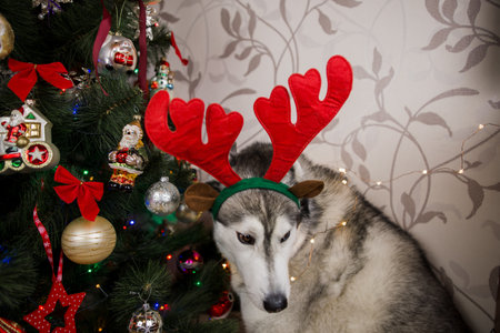 a husky dog âânear the christmas tree in the roomの写真素材