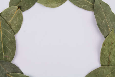 a bay leaf with sweet peas on a white backgroundの写真素材