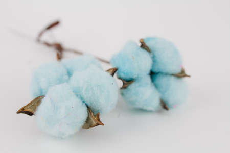 a blue cotton flower on white backgroundの写真素材