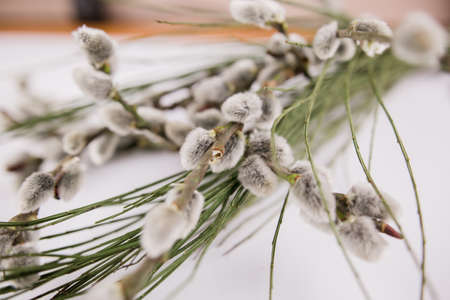 a bouquet of twigs and seals spring background