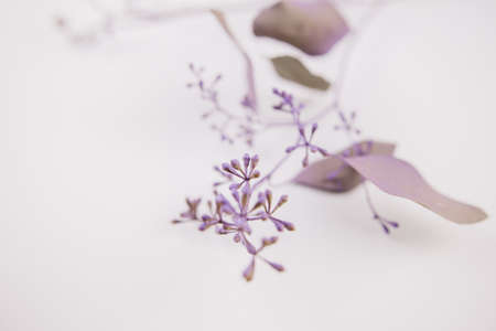 a spring background of beautiful twigs with moldings for decor or postcardsの写真素材
