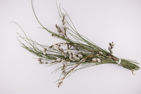 a bouquet of twigs and seals spring backgroundの写真素材